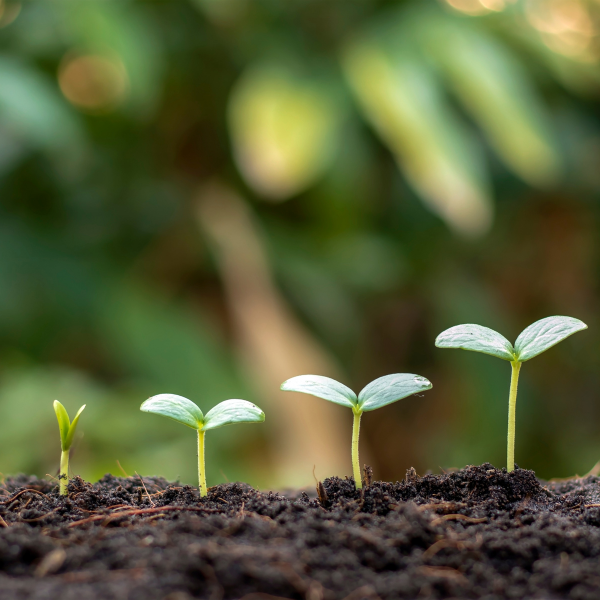 growth mindset